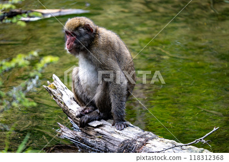 上高地日本猴子照片 118312368