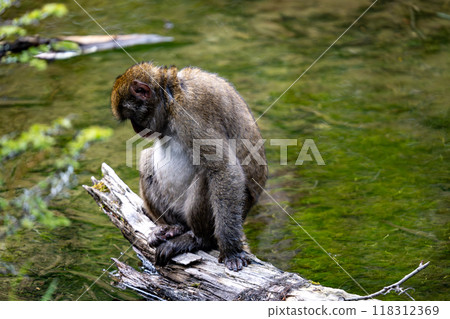 上高地日本猴子照片 118312369