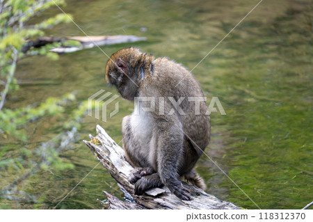 上高地日本猴子照片 118312370