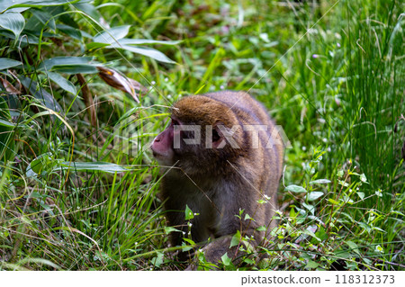 Kamikochi: Japanese monkey photos 118312373
