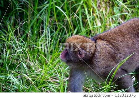 上高地日本猴子照片 上高地日本猴子照片 118312376