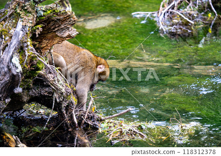 Kamikochi: Japanese monkey photos 118312378