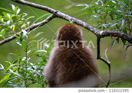 上高地日本猴子照片 上高地日本猴子照片 118312395