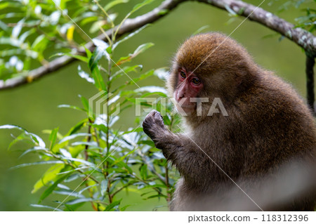 上高地日本猴子照片 118312396