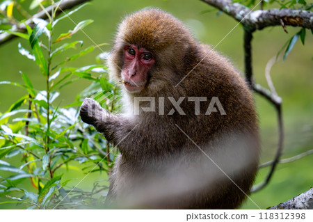 Kamikochi: Japanese monkey photos Kamikochi: Japanese monkey photos 118312398