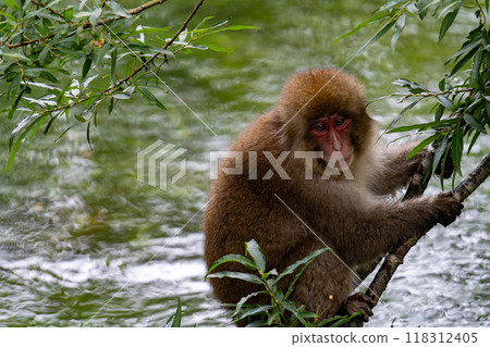上高地日本猴子照片 118312405