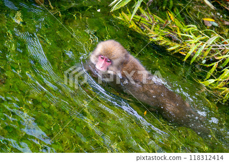 上高地日本猴子照片 118312414