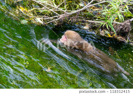 Kamikochi: Japanese monkey photos 118312415