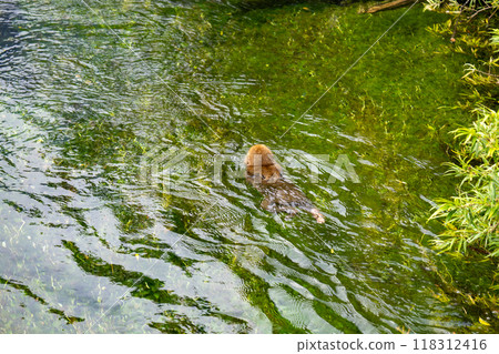 Kamikochi: Japanese monkey photos 118312416
