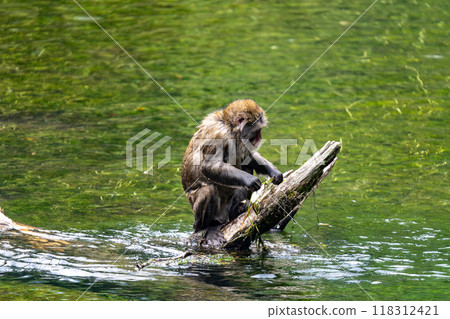 Kamikochi: Japanese monkey photos Kamikochi: Japanese monkey photos 118312421