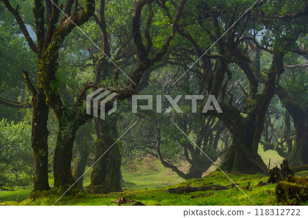 Twisted trees in the fog in Fanal Forest on the Portuguese island of Madeira. Huge, moss-covered trees create a dramatic, scared landscape 118312722