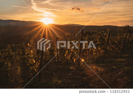 Vineyard illuminated by the rays of the setting sun 118312931