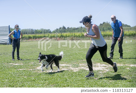 obedience training for border collie obedience training for border collie 118313127