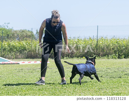 staffordshire bull terrier training staffordshire bull terrier training 118313128