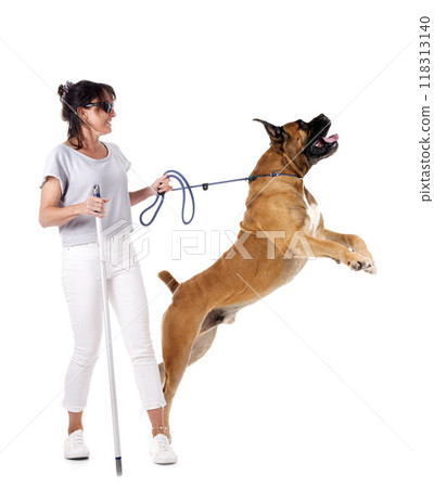 Boerboel and woman in studio Boerboel and woman in studio 118313140