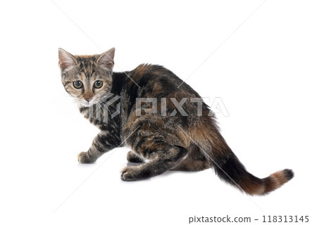 little cat in studio 118313145