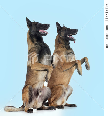 malinois in studio 118313146