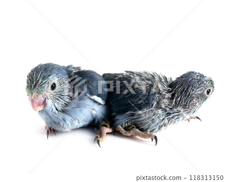 young Pacific parrotlet in studio young Pacific parrotlet in studio 118313150