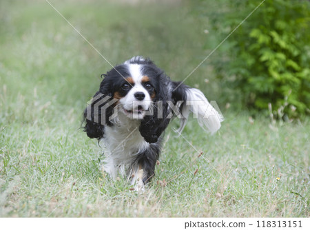 cavalier king charles 118313151