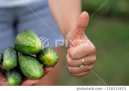 Female hands hold fresh cucumbers and shows thumbs up. Selective focus. Female hands hold fresh cucumbers and shows thumbs up. Selective focus. 118313413