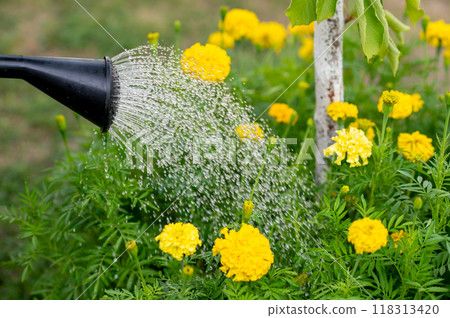 woman's hand watering plants in the garden from a watering can 118313420
