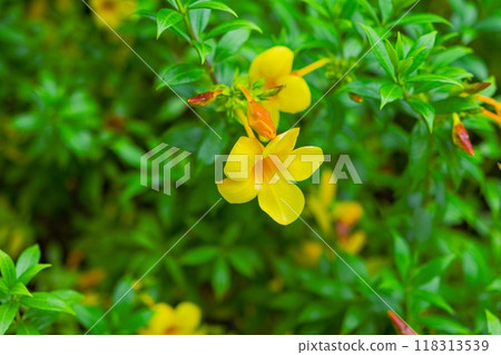 Almost beautiful yellow flowers among the green foliage 118313539