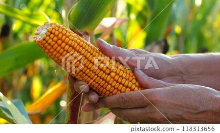 Close up to female hands of a farmer examining ripe cob of corn at green meadow. Adult arms of agronomist exploring yellow sweetcorn on maize field at sunset. Concept of agricultural business. Slow mo 118313656