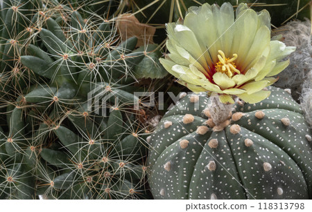 Yellow flower of Astrophytum asterias (Kabuto cactus) is blooming with Mammillaria longimamma (Finger cactus) in cactus garden. 118313798
