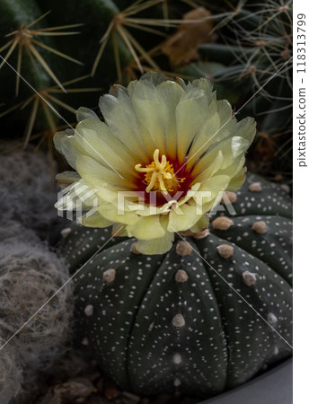 Beautiful yellow flower of Astrophytum asterias (Kabuto cactus) is blooming with Ferocactus echidne as a background. Beautiful yellow flower of Astrophytum asterias (Kabuto cactus) is blooming with Ferocactus echidne as a background. 118313799
