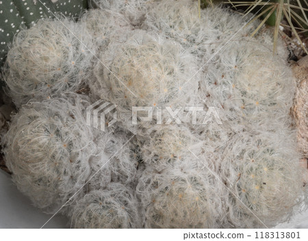 Beautiful of Feather Cactus ( Mammillaria plumosa F.A.C.Weber ). Beautiful of Feather Cactus ( Mammillaria plumosa F.A.C.Weber ). 118313801