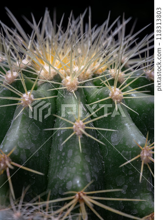 Detail of Ferocactus echidne with sharp white prickles. Detail of Ferocactus echidne with sharp white prickles. 118313803