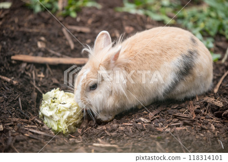 Cute rabbit is eating cabbage against a background of nature. 118314101