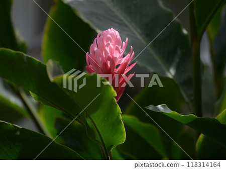 Pink ginger 118314164