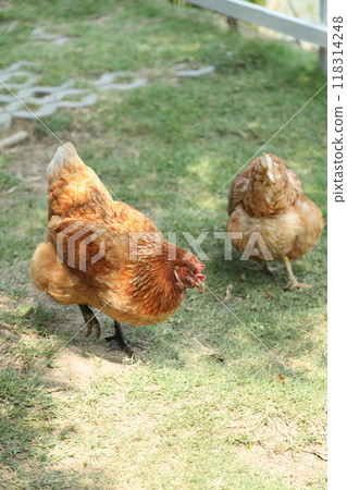 Farm Animal Life 118314248