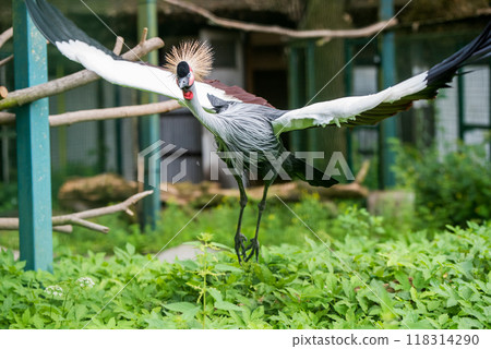 African grey crown crane flies with wings spread 118314290
