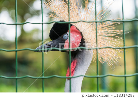 Close up of profile of African grey crowned crane behind bars 118314292