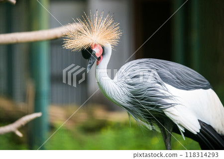 Close up of profile of African grey crowned crane Close up of profile of African grey crowned crane 118314293