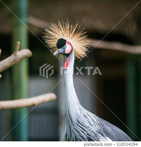 Close up of profile of African grey crowned crane Close up of profile of African grey crowned crane 118314294