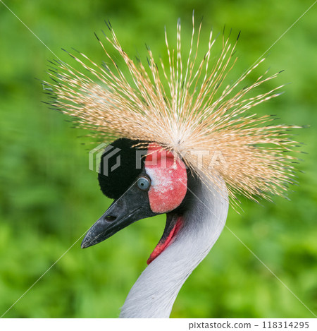 Close up of profile of African grey crowned crane 118314295