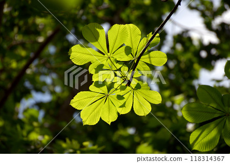 Tinon年輕葉子 118314367