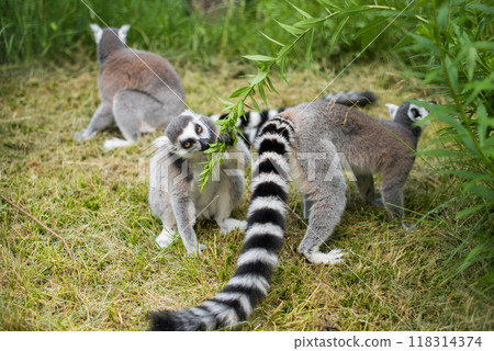 Ring Tailed Lemur with long, black and white ringed tail Ring Tailed Lemur with long, black and white ringed tail 118314374