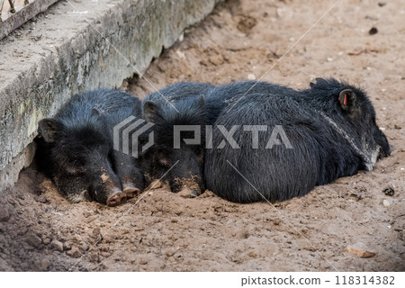 Little wild boars lay down and sleeping on the sand 118314382