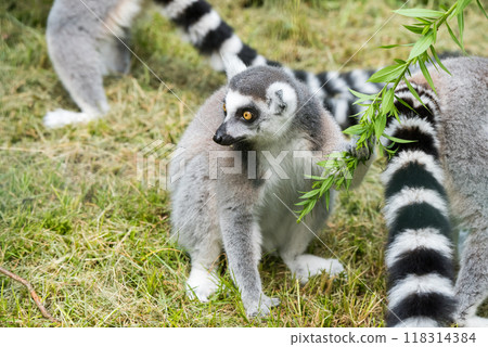 Ring Tailed Lemur with long, black and white ringed tail Ring Tailed Lemur with long, black and white ringed tail 118314384