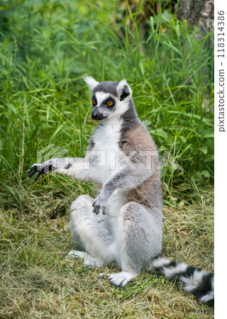 Ring Tailed Lemur with long, black and white ringed tail Ring Tailed Lemur with long, black and white ringed tail 118314386