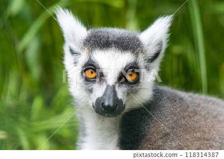 Ring Tailed Lemur Close up watches on Ring Tailed Lemur Close up watches on 118314387