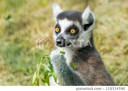 Ring Tailed Lemur Close up watches on Ring Tailed Lemur Close up watches on 118314390