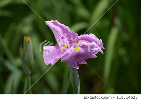 伊名譽菖蒲 118314628