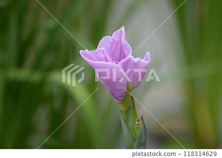 伊名譽菖蒲 118314629