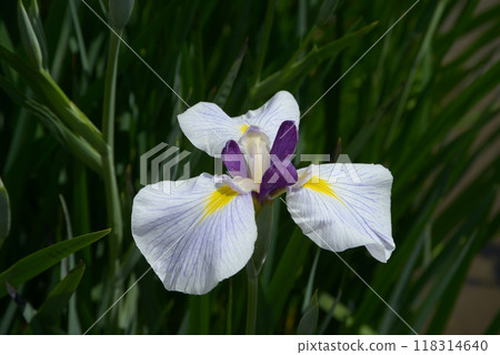 Handclaps - Japanese Iris Handclaps - Japanese Iris 118314640