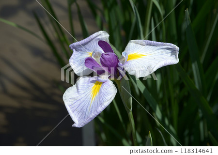 拍手虹膜 拍手虹膜 118314641